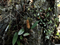 Bulbophyllum_orientalePB1320