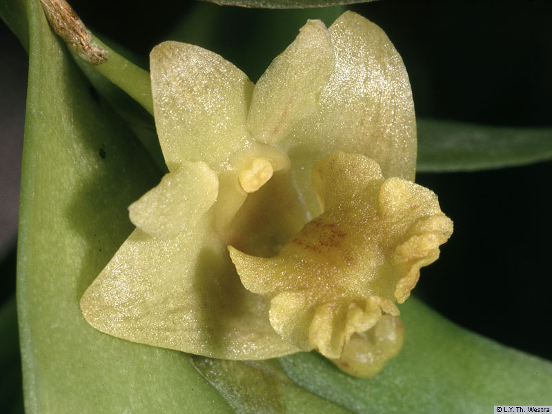 Dendrobium Anceps Sw.