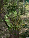 Dendrobium_ellipsophyllumPB1090227