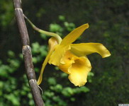 Dendrobium_henryiPB1050697