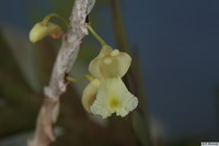 Dendrobium_manniiPB1729