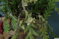 Dendrobium_manniiPB1805