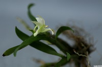 Dendrobium_oligophyllumPB0290