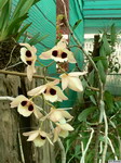 Dendrobium_pulchellumPB1020220
