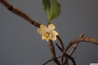 Dendrobium_ruckeriPB3324