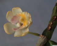 Dendrobium_ruckeriPB3329