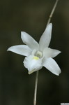 Dendrobium_crumenatumPB0339
