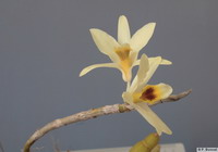 Dendrobium_heterocarpumPB3480