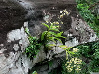 Dendrobium_venustumPB1060970