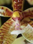 phalaenopsis_cornucervias_mg_1153
