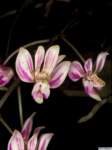 phalaenopsis_minuspo_43img0076