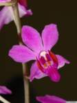 phalaenopsis_pulcherrimaas_mg_1050