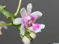 phalaenopsisdeliciosaas_img_0356