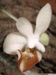 phalaenopsis_lobbiilw_1det1_small.jpg