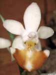 phalaenopsis_lobbiilw_3det1
