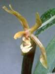 phalaenopsis_manniilw_2adet1_small.jpg