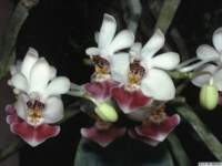 phalaenopsis_parishiilw_2det1