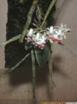 phalaenopsis_parishiilw_hab1_small.jpg