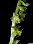 phreatia_plantaginifoliaed_dscn4341