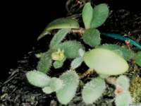 trichotosia_dasyphyllapo_68img0032_small.jpg