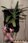 aerides_crassifolialw02_hab1_small.jpg