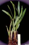 agrostophyllum_planicaulepo_22img0055_small.jpg