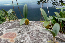 Bulbophyllum_blepharistesPB1060070