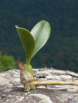 Bulbophyllum_blepharistesPB1060077