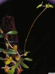 bulbophyllum_blepharistespo_21img0023_small.jpg