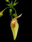 bulbophyllum_blepharistespo_21img0025