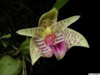 bulbophyllum_coweniorumjv_006005b3622