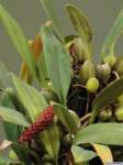 bulbophyllum_crassipesas_mg_1095_small.jpg