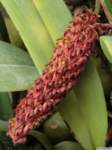 bulbophyllum_crassipesas_mg_1096