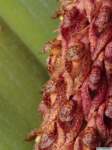 bulbophyllum_crassipesas_mg_1098_small.jpg