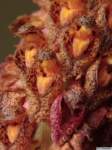 bulbophyllum_crassipesas_mg_1099_small.jpg