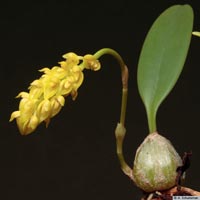 bulbophyllum_elassonotum_as_mg_3524