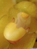 bulbophyllum_elassonotum_as_mg_3529