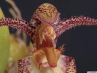 bulbophyllum_lasiochilumas_mg_1939