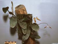 bulbophyllum_longibrachiatum_lw_hab1