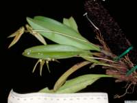 bulbophyllum_taeniophyllumpo_32img0019_small.jpg