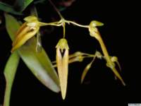 bulbophyllum_taeniophyllumpo_32img0021_small.jpg