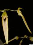 bulbophyllum_taeniophyllumpo_32img0022_small.jpg