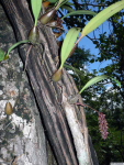 Bulbophyllum_tricornePB1080191