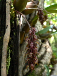 Bulbophyllum_tricornePB1080199