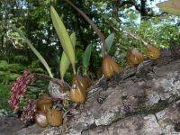 Bulbophyllum_tricornePB1080211