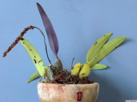 Bulbophyllum_tricornePB1782