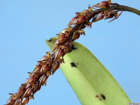 Bulbophyllum_tricornePB1786