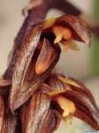 bulbophyllum_tricorneas_mg_1470_small.jpg