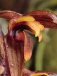 bulbophyllum_tricorneas_mg_1471_small.jpg