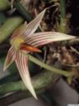 bulbophyllum_affinelw_1det1